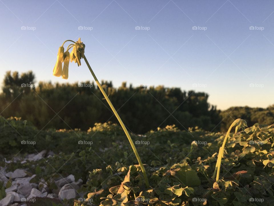 Morning light on first oxalis bud
