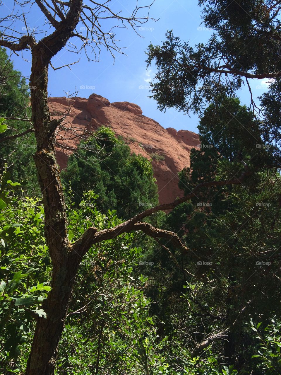 Garden of the Gods red rock
