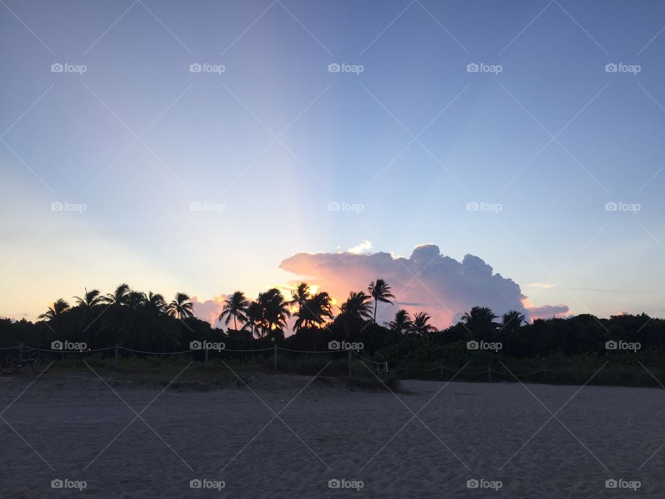 Evening Beach Palms