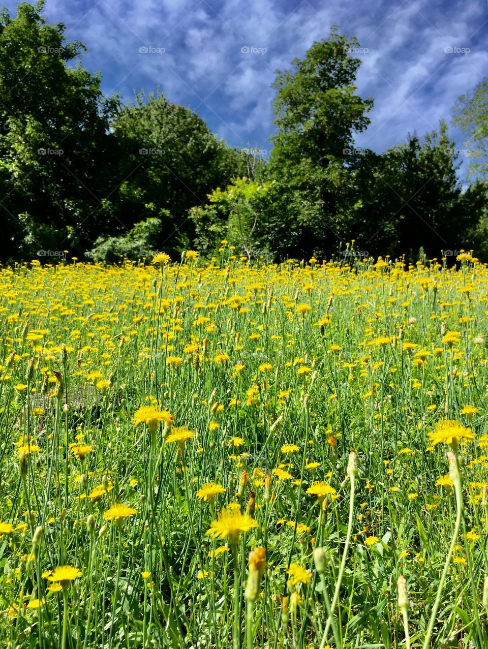 dandelion flowered meadow, Spina Verde regional park