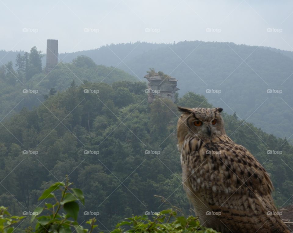 Eule mit Aussicht
owl with fantastic view
