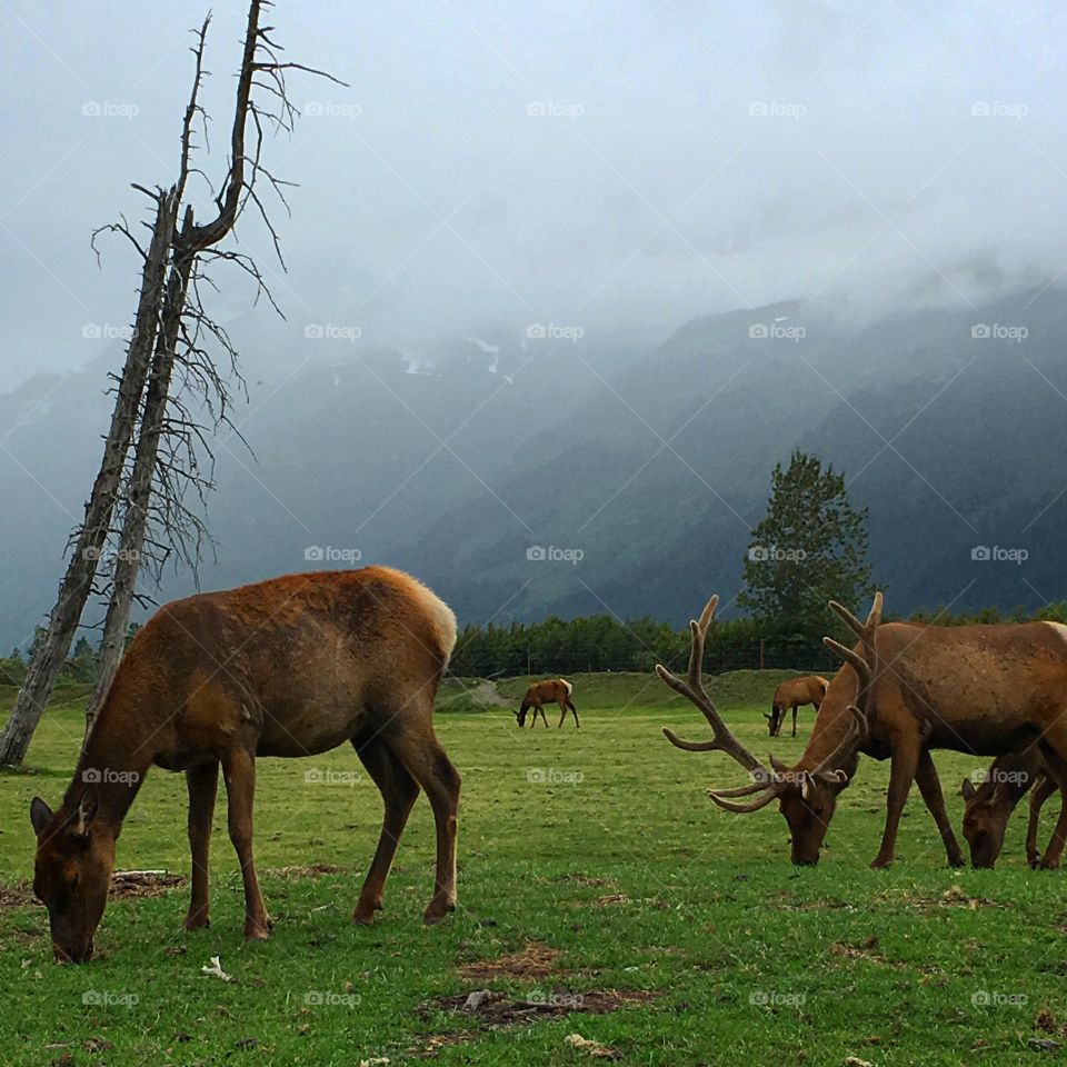 Deer grazing in Alask