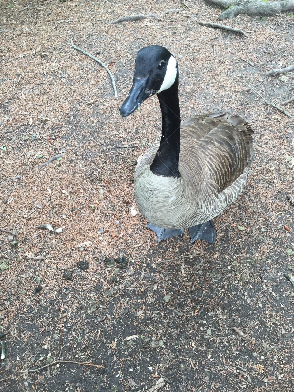 Canada goose