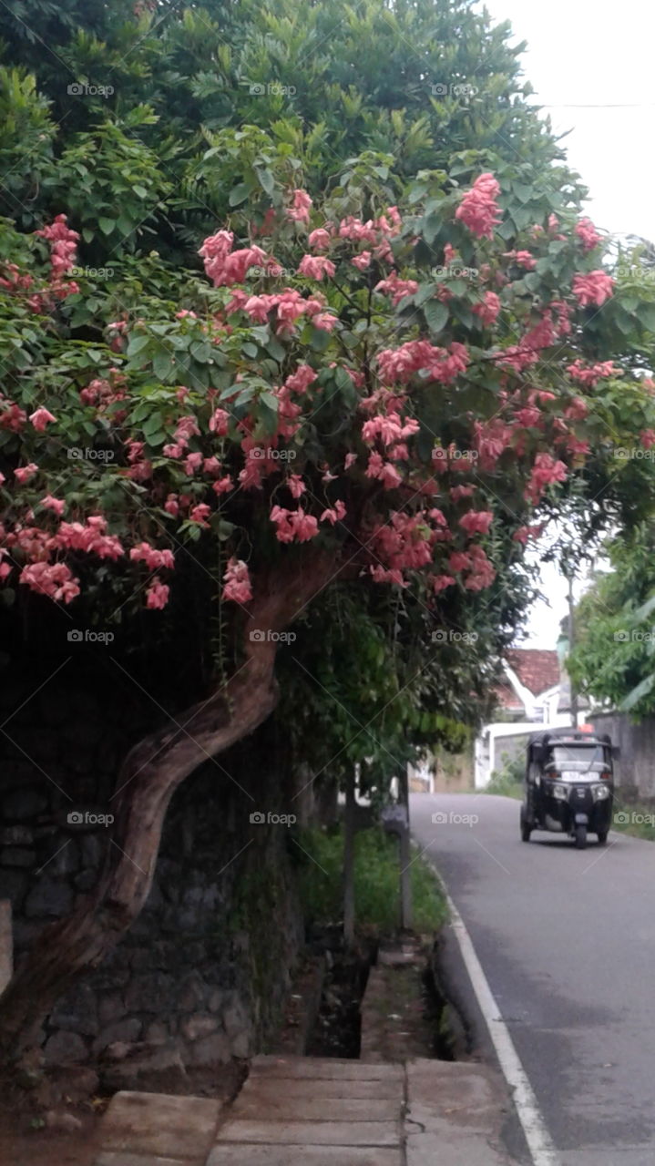 Nature create beauty