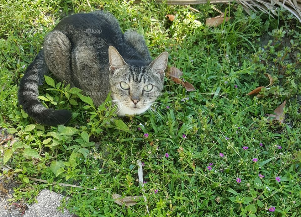 A cat crouches in the yard, tail intermingling with the growths. Her pupils, pointed at the camera, are constricted greatly in the sunlight.