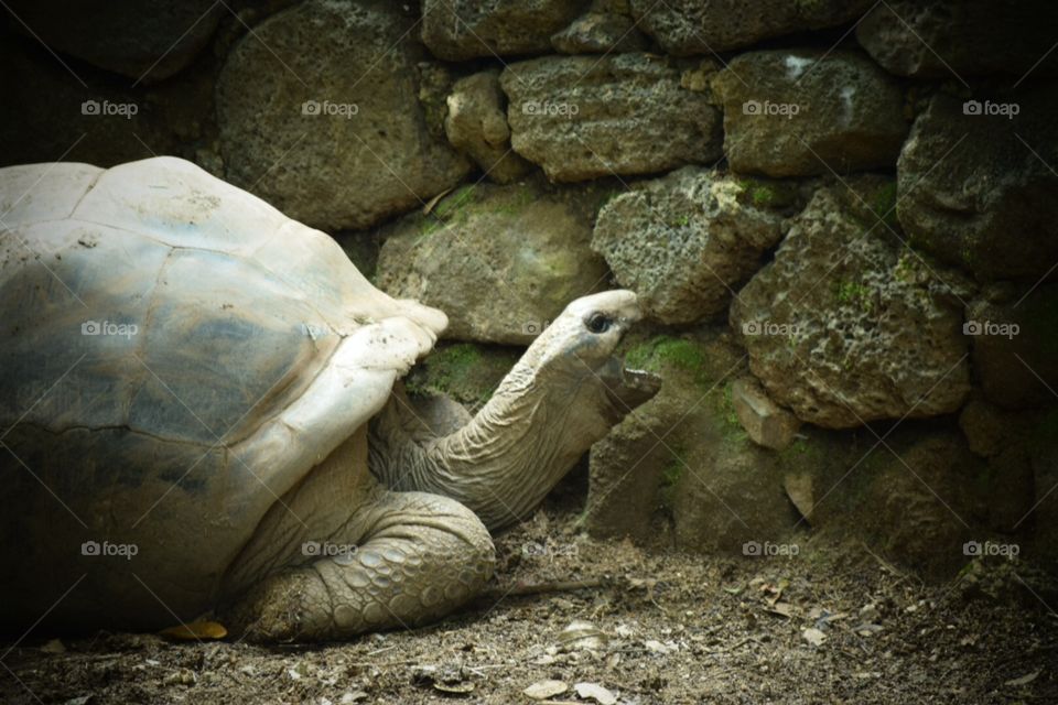 Giant turtle Mauritius 