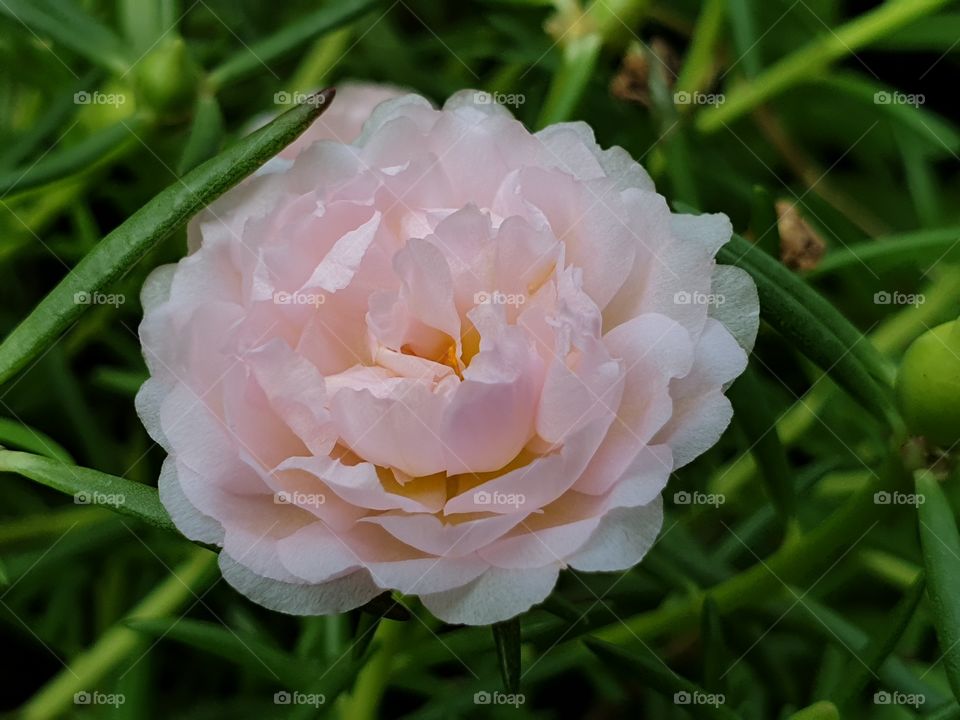 my beautiful Portulaca grandiflora