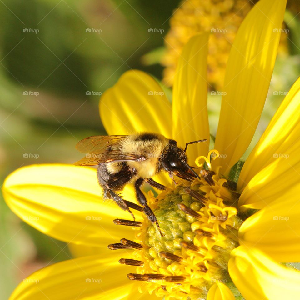 Bee on flower