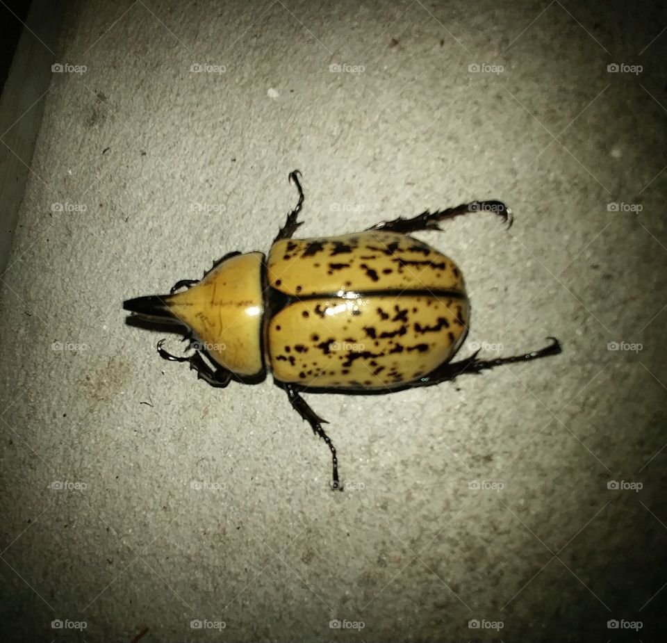 Big Beetle #1