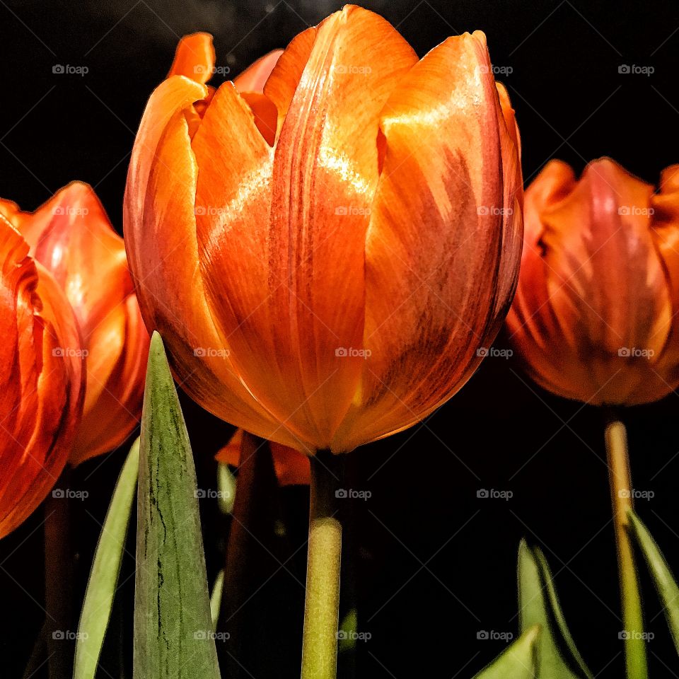 Peach tulips 