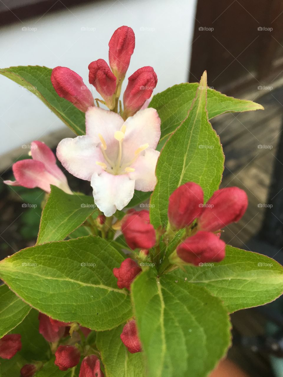 Shrub in bloom