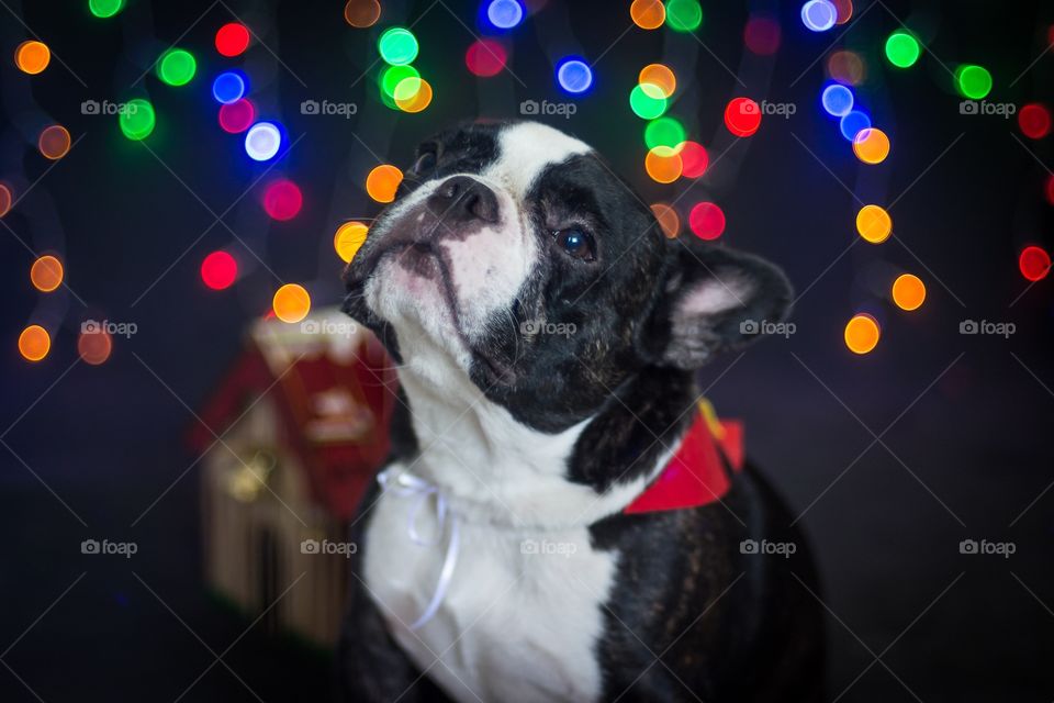 Dogs and Christmas lights 