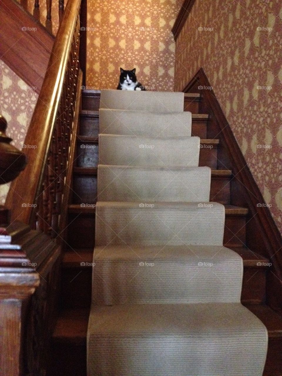 Funny cat on stairs