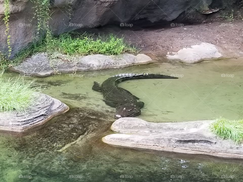 A Nile Crocodile cools himself from the hot summer sun.