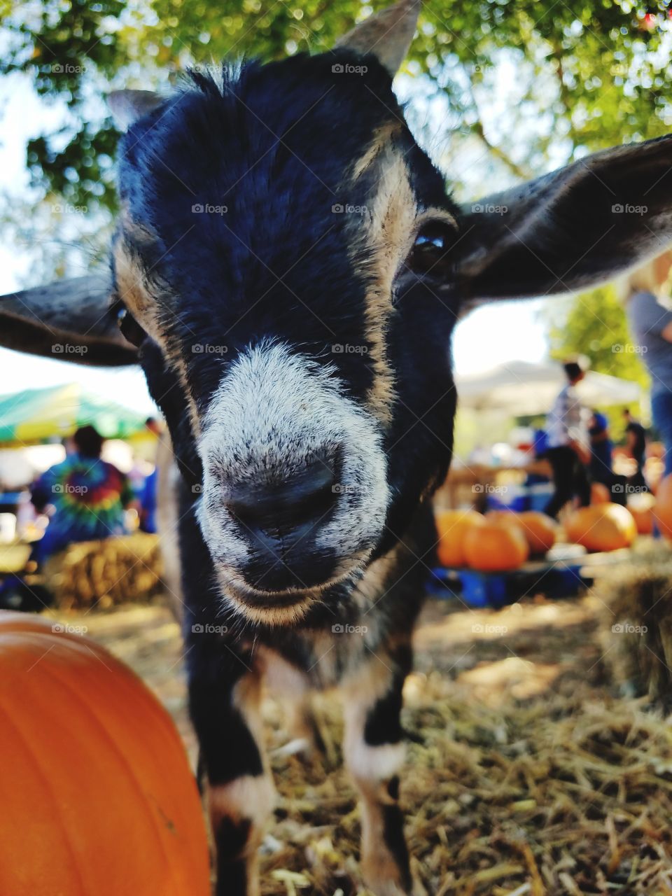 baby goat face