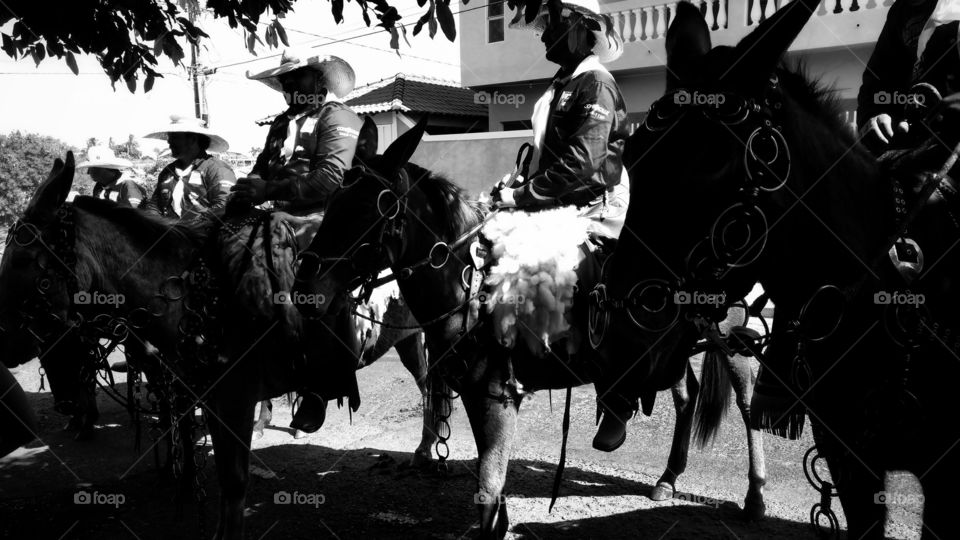 Confraternização, cavalgada nas ruas. Homens e mulheres.  Desfile com animais; tropas,  boiadas e veículos.