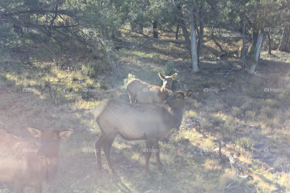 Grand Canyon reindeer