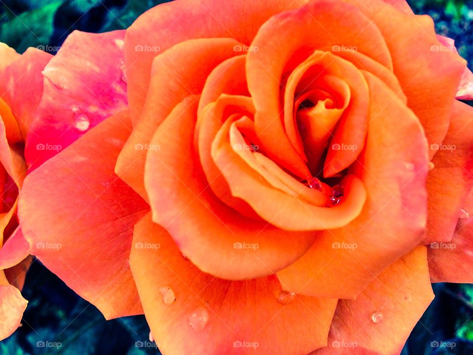 macro rose