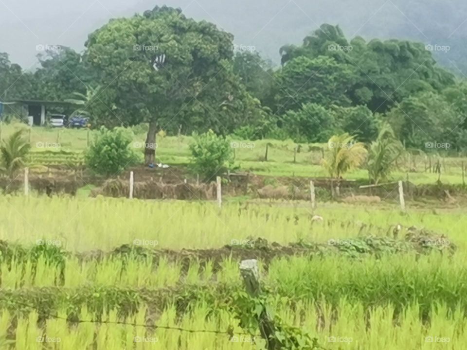 Paddy field of Borneo