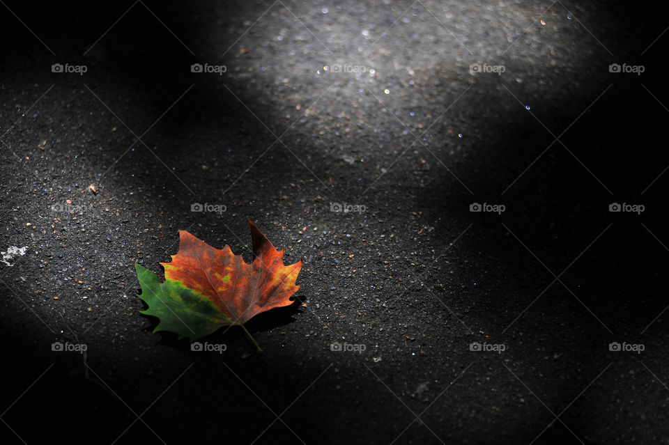 Leaf on concrete