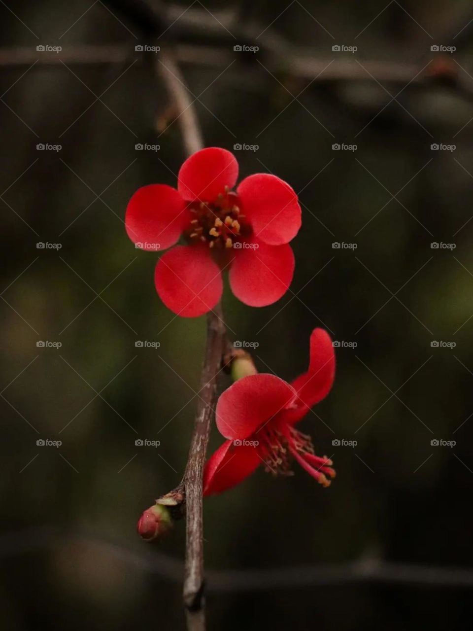 Flowers are meant to be photographed