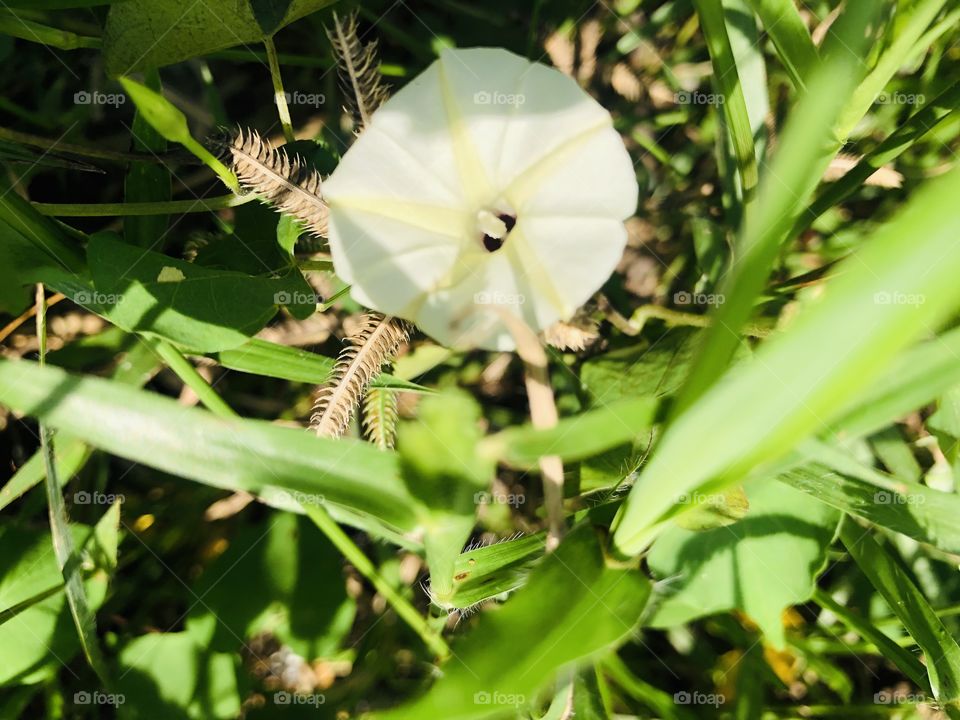 I love this photo, my garden ( Countryside)