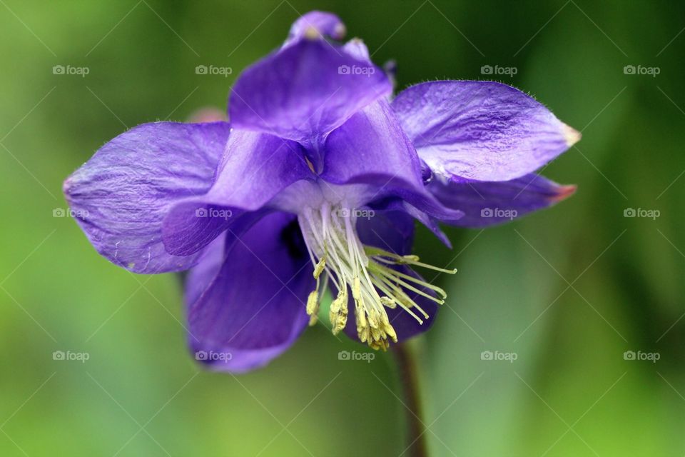 Purple flower 