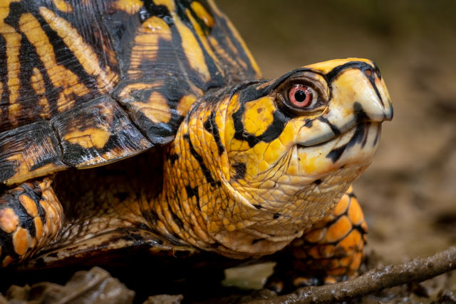 Foap, Flora and Fauna of 2019: Up close and personal shot of an Eastern Box Turtle at Barfield Crescent Park in Murfreesboro Tennessee. This species is considered vulnerable due to highway traffic and loss of habitat. 