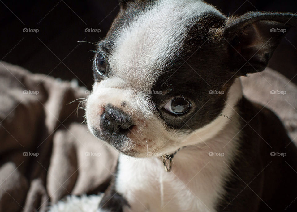 white black dog boston by darrellperry