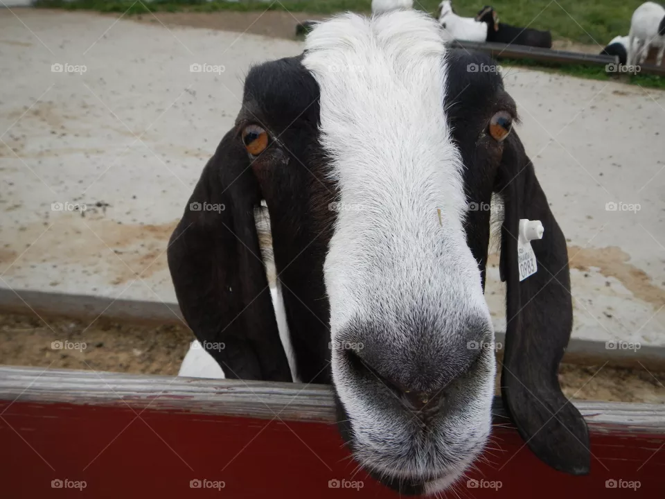Goat