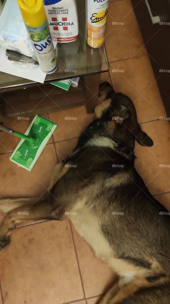 I can't clean because my dog ​​always decides to rest in the worst places