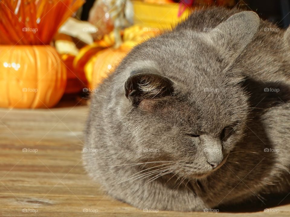Halloween Cat
