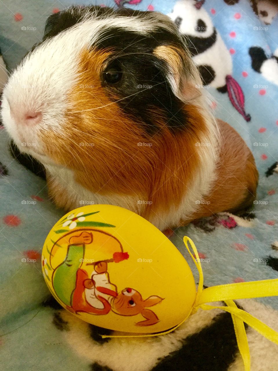 Happy Easter from Jonathan my guinea pig 