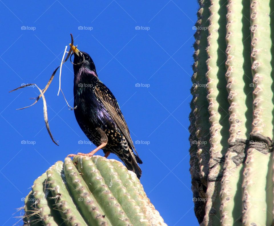 Starling Building Nest in Saguaro