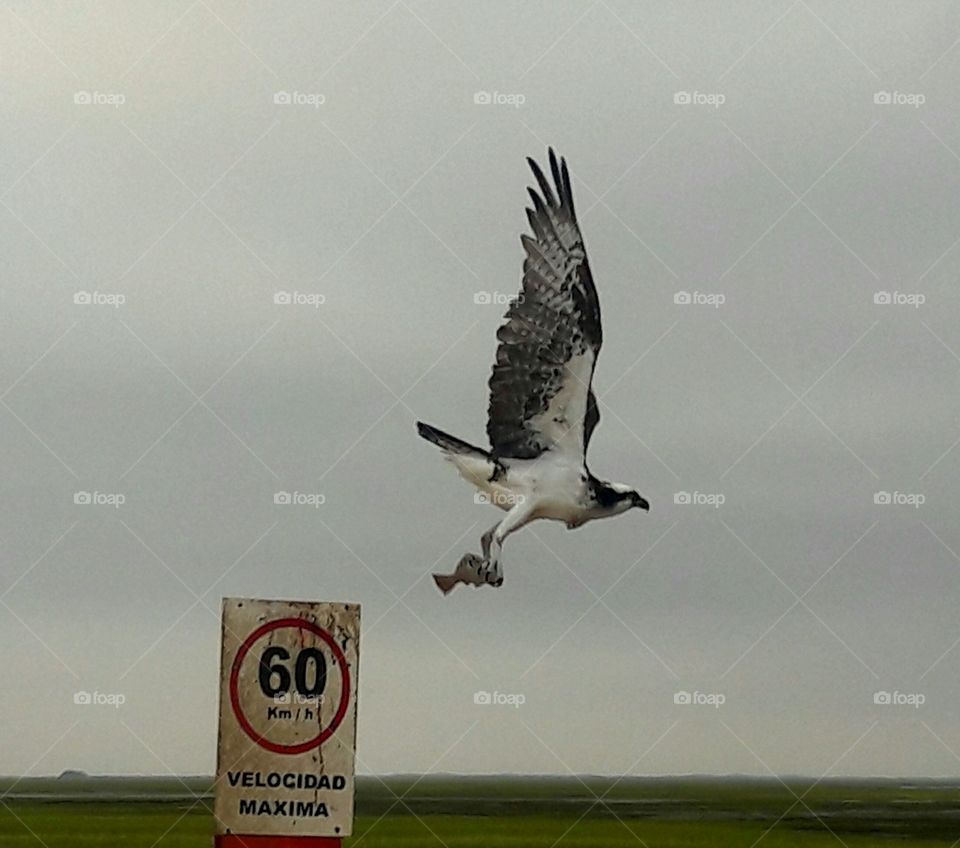 Osprey with fish, Mexico