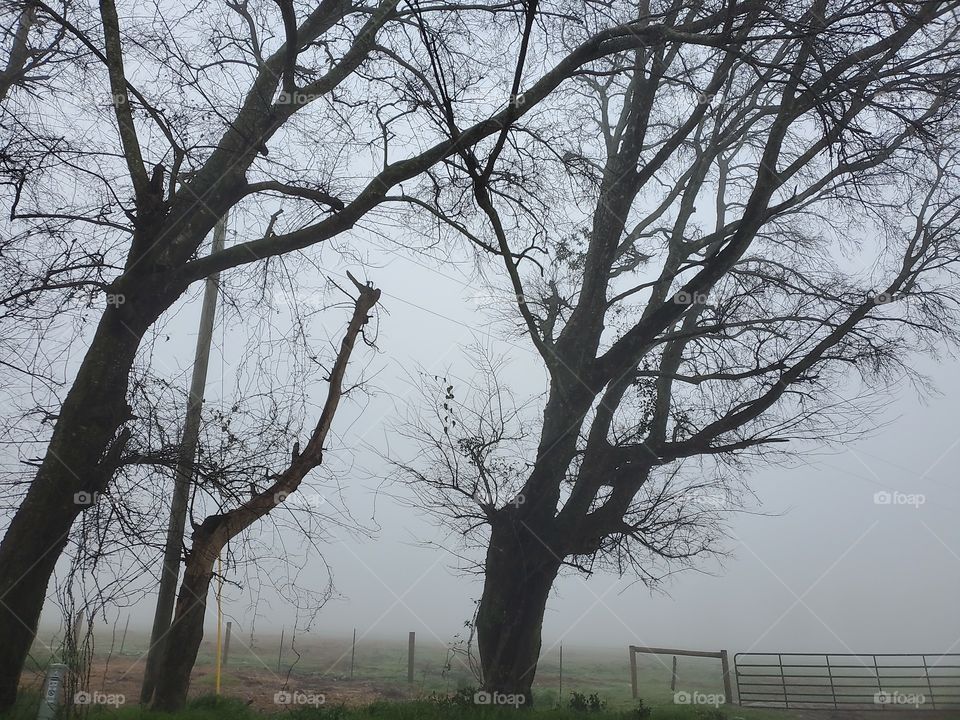 bare winter trees in fog