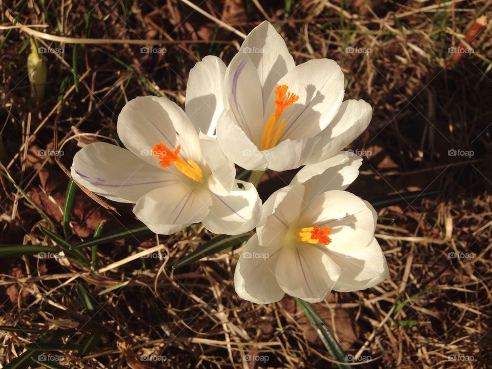 Crocus