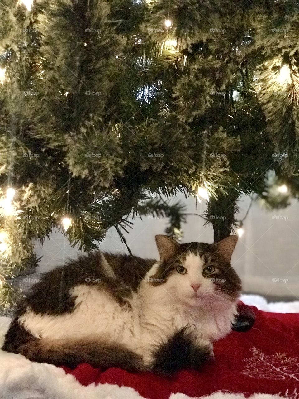 Kitty all cozy under the Christmas tree waiting for it to be decorated!