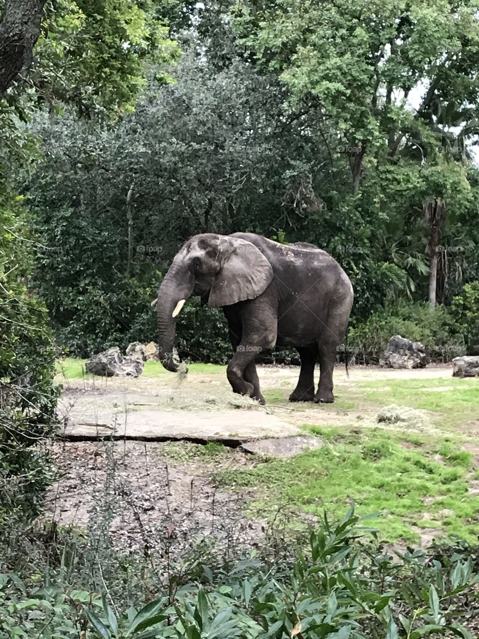 Wild elephant mid-stride. 