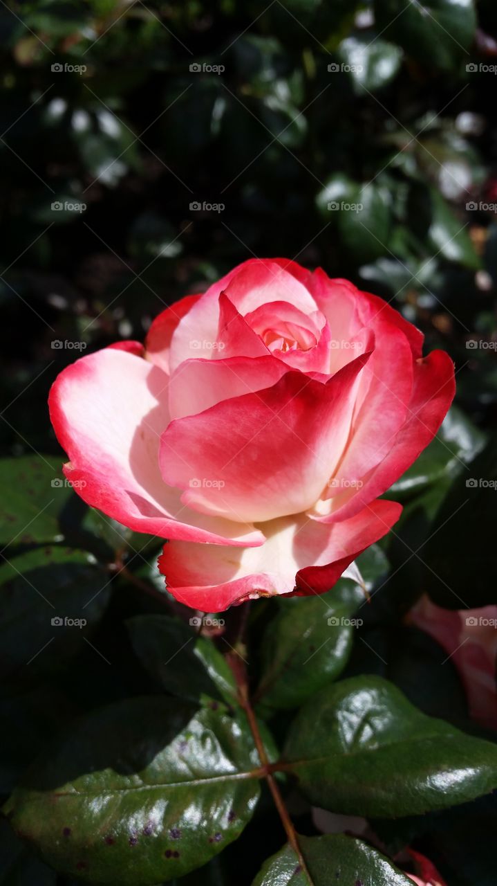Red and white rosebud