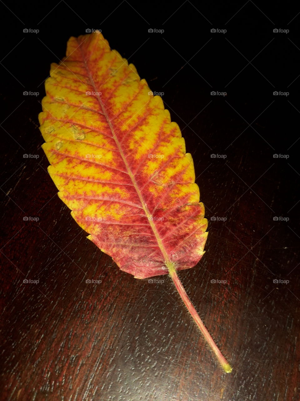 Autumn on the table