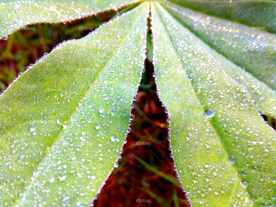 dew on leaves