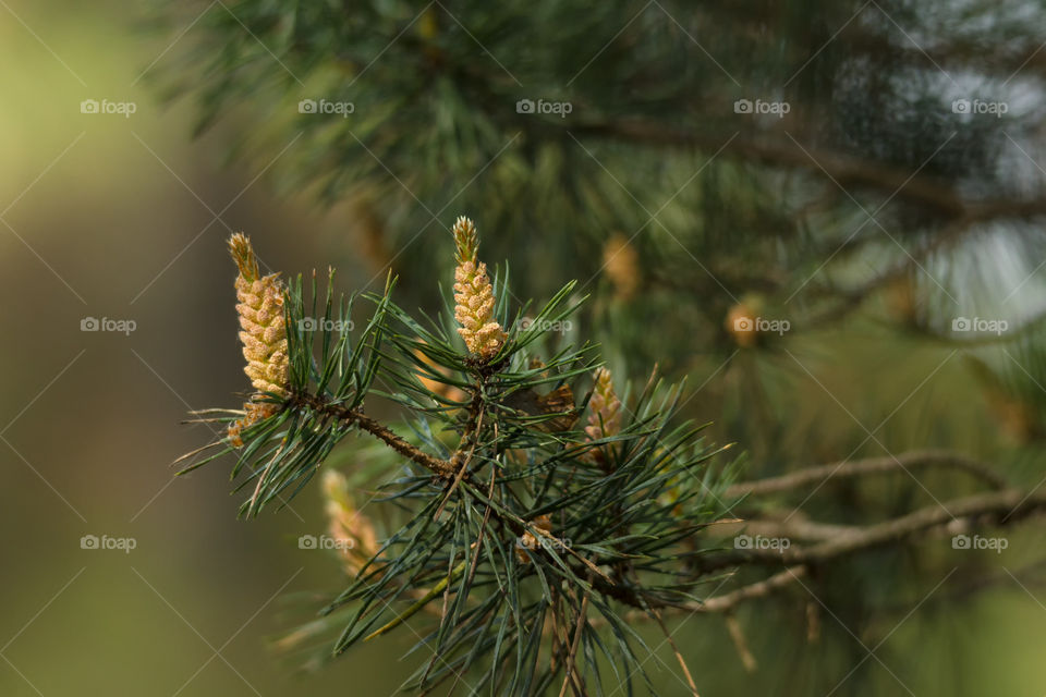 Fir tree