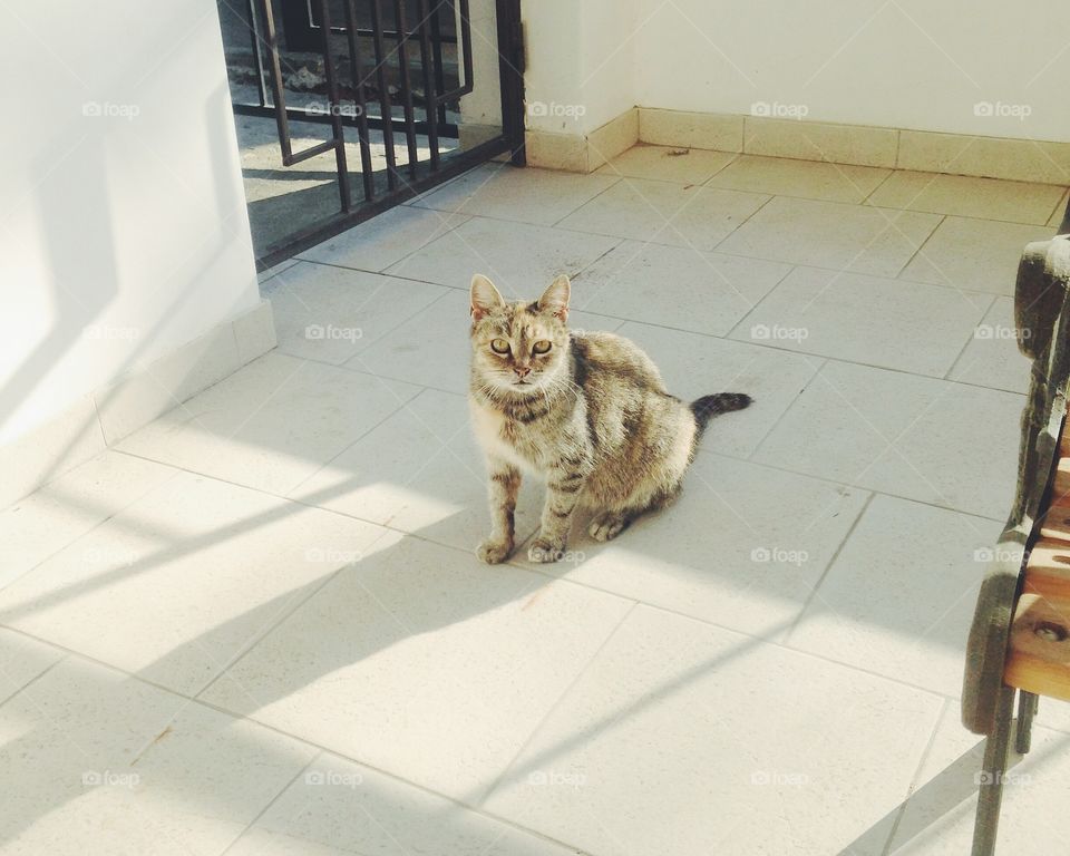 Street cat looking seriously 