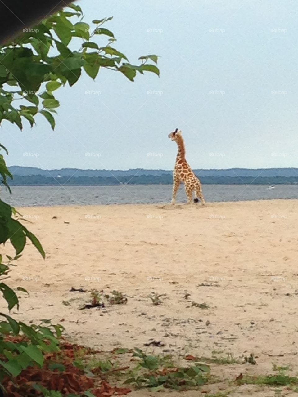 Giraffe on the beach