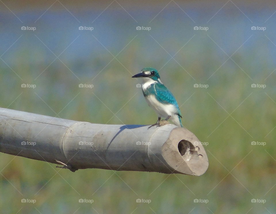 Cerulean blue kingfisher. The small blue one kingfisher's perching on to the top line of dryng bamboo . The bird's stay for along waiting the true time to reach the fishes at fish pond.