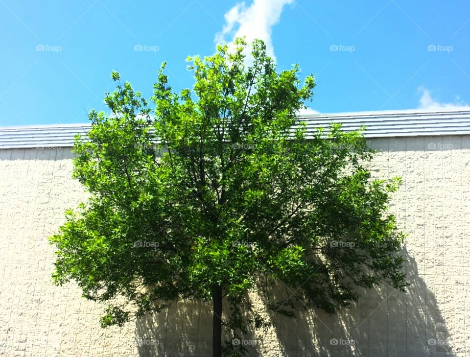 Bright Tree and Sky