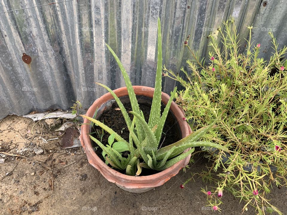 Aloe vera