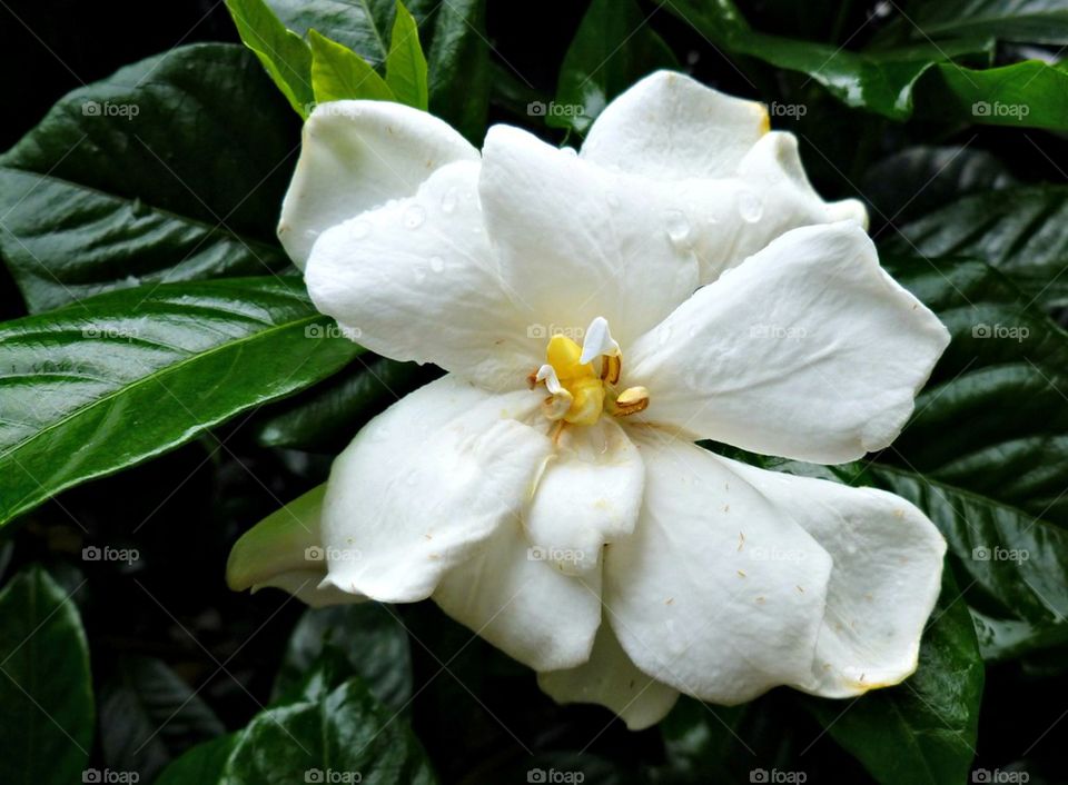 Southern White Flower