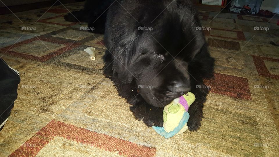 Dog, Mammal, No Person, Portrait, Canine